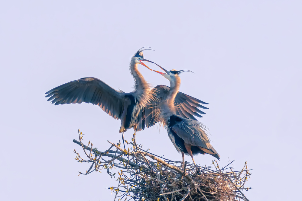 Homecoming von James Cai