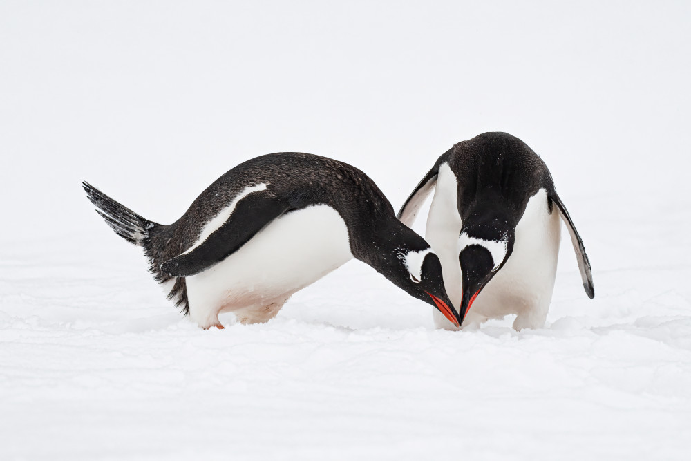 Couple von James Cai