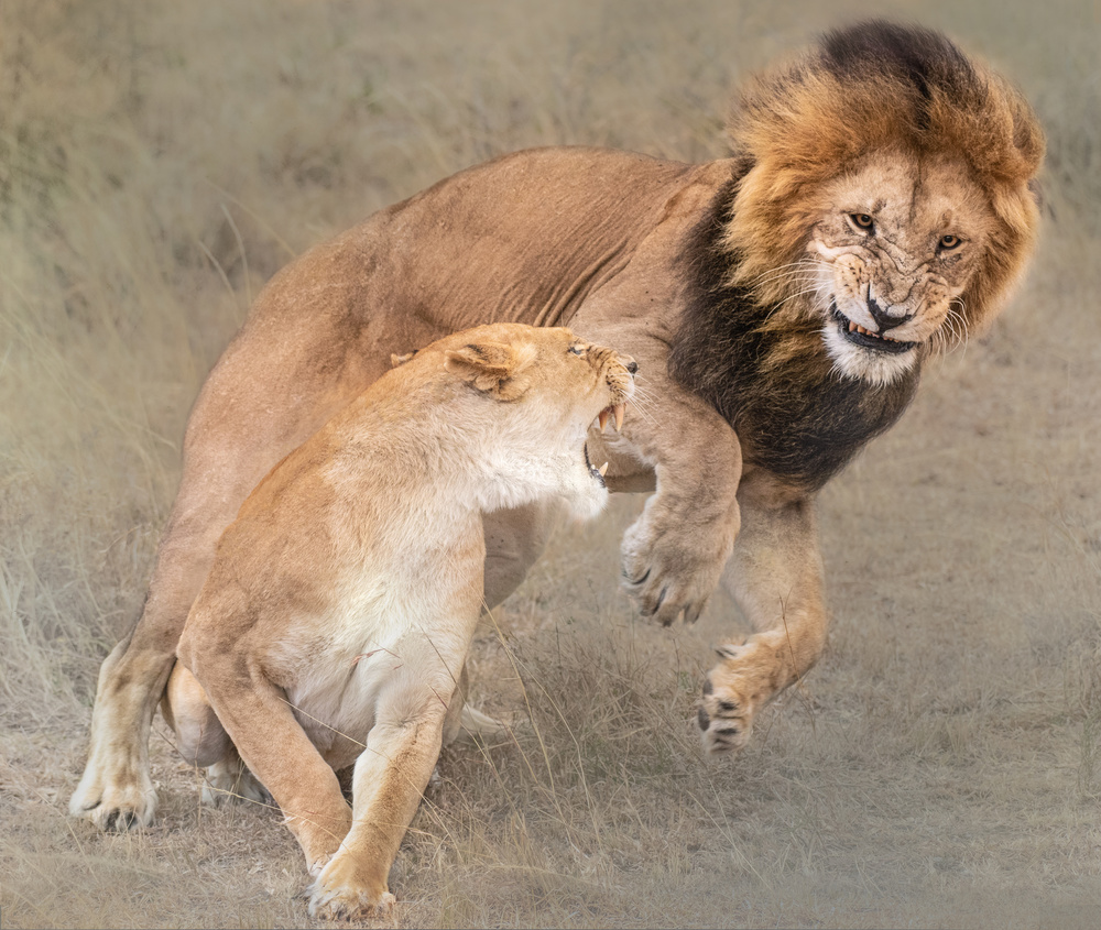 Playful Simba and Nala von James Cai