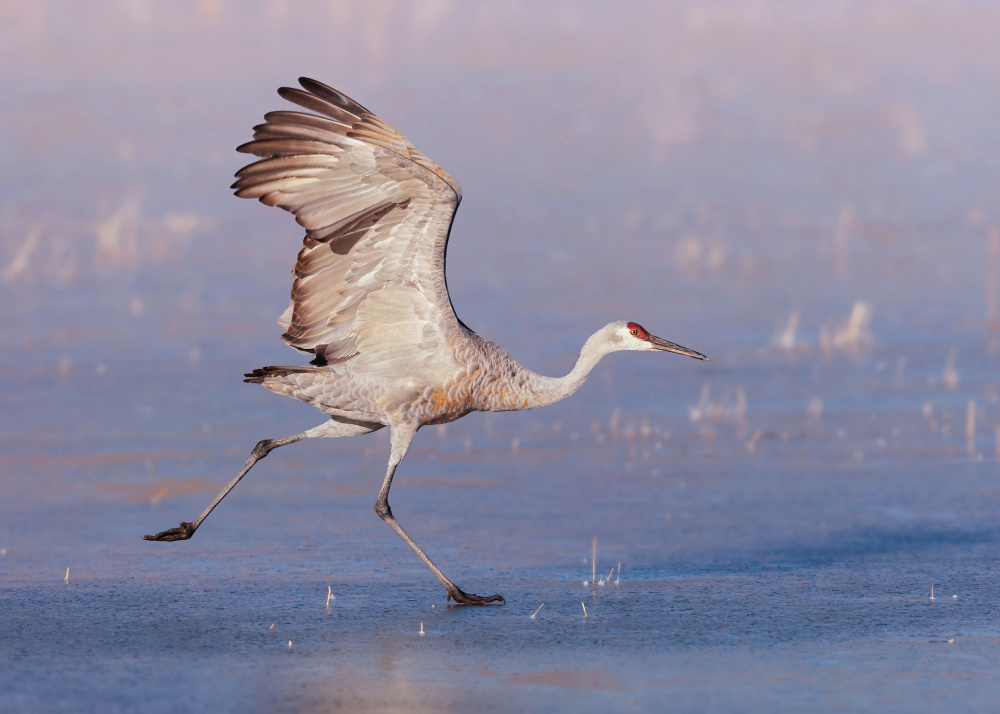 On Frozen Ice von James Lu