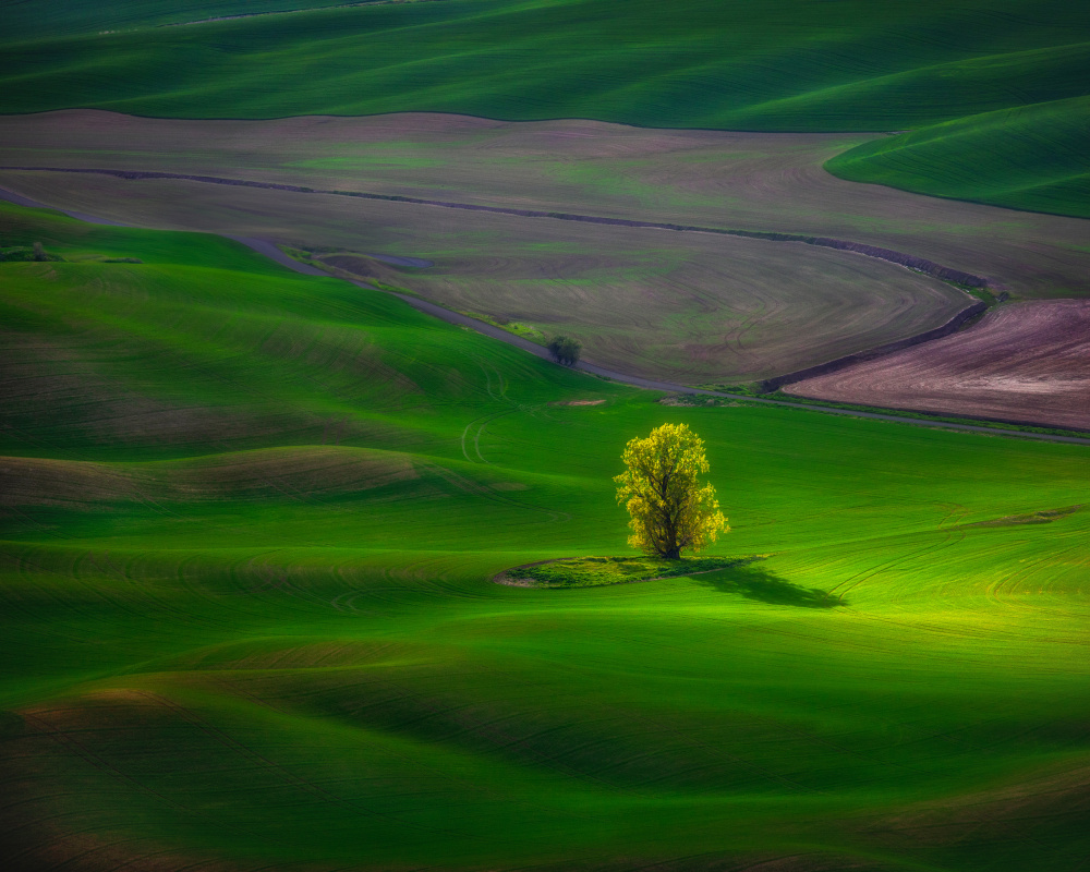 View In Palouse von James Lu