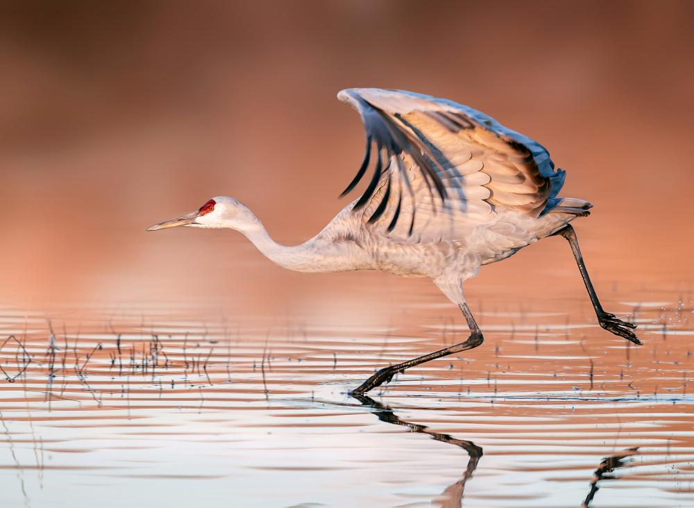 Running In The Morning Mist von James Lu