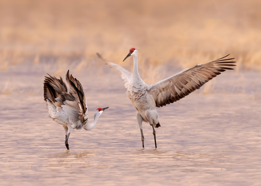 Morning Dance von James Lu