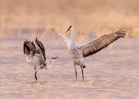 Morning Dance