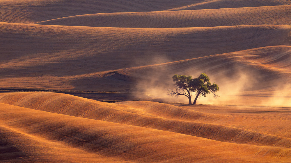 Twin Trees von James Lu