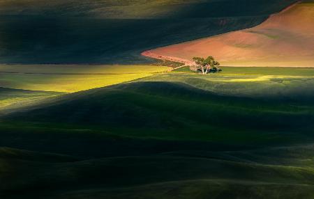 Twin Trees In Palouse