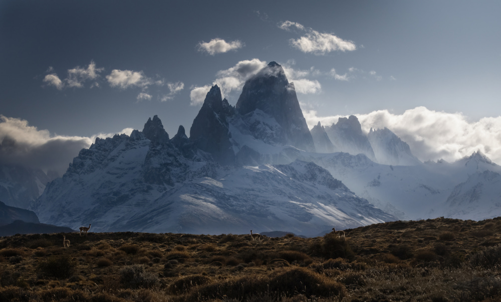 Guanacos Homeland von James S. Chia