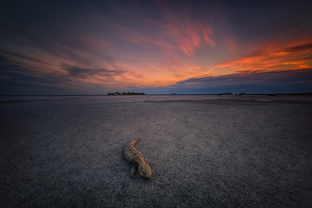 Lezard died in the pink lake von James Zhen Yu