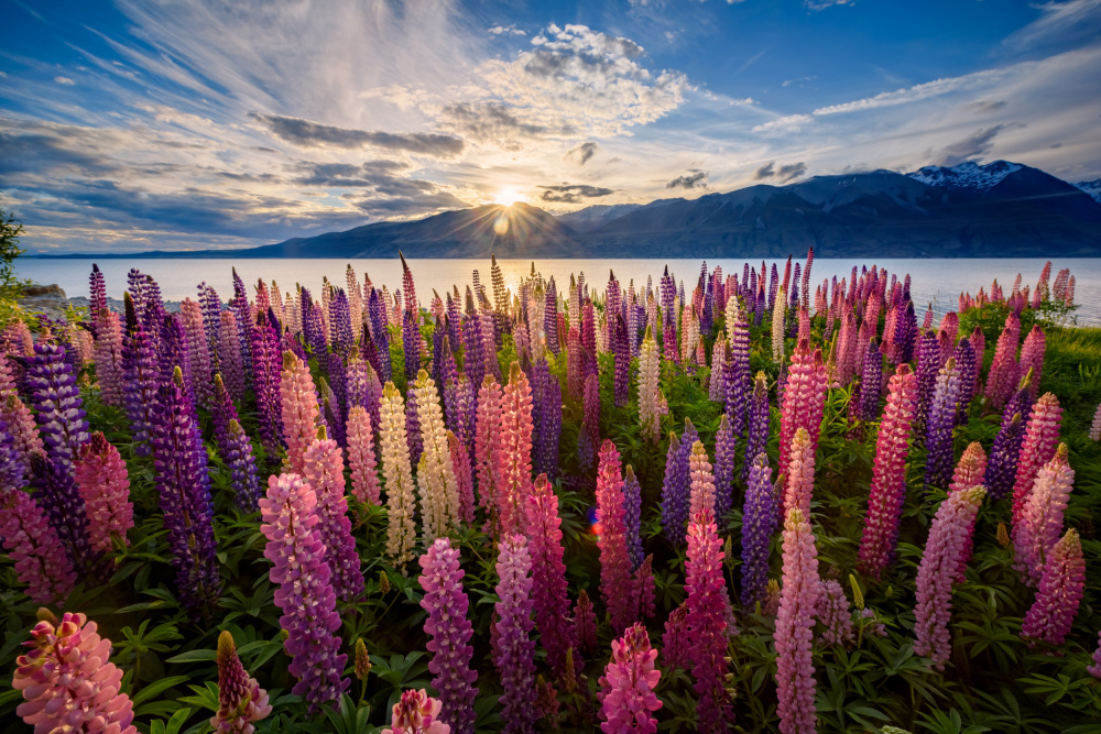 Lupins lakeside von James Zhen Yu