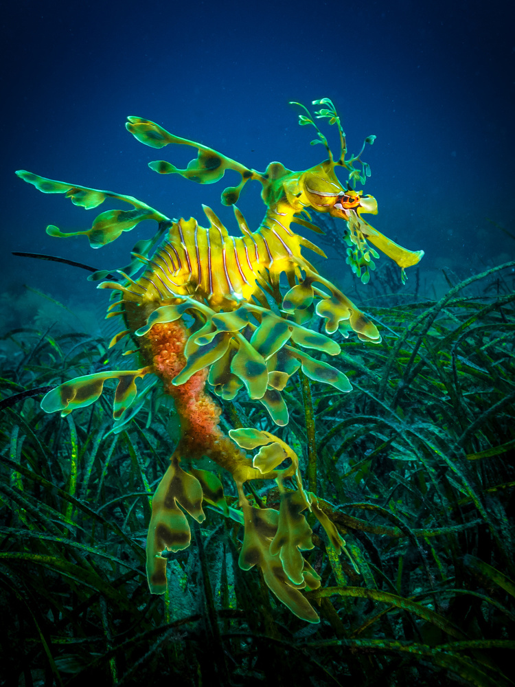 Leafy Sea Dragon - male with eggs von Jan Abadschieff