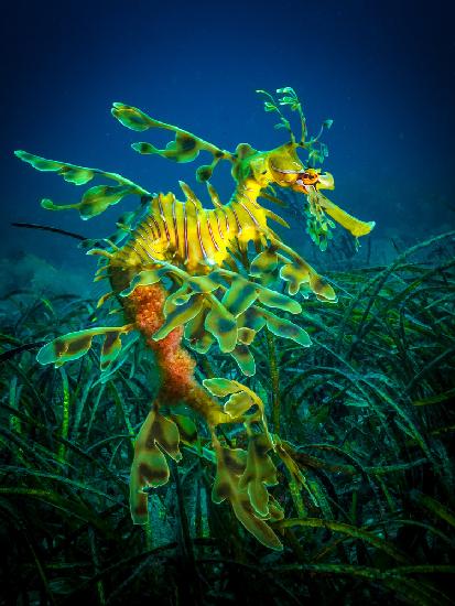 Leafy Sea Dragon - male with eggs