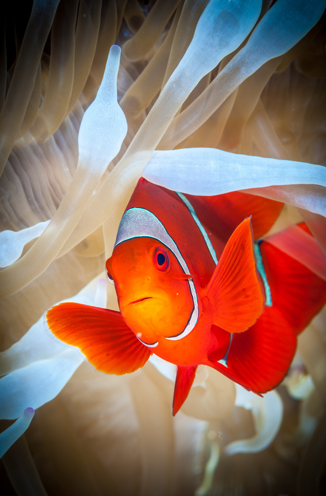 Clownfish defends his white anemone von Jan Abadschieff