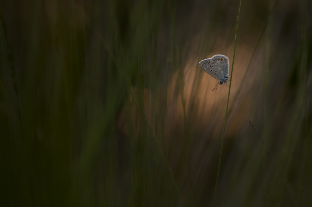 Common blue at sunset von Jan Paul Kraaij