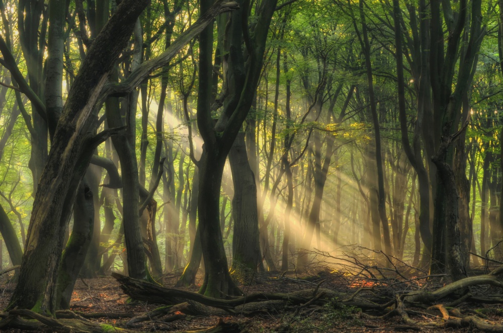 Rays of light von Jan Paul Kraaij