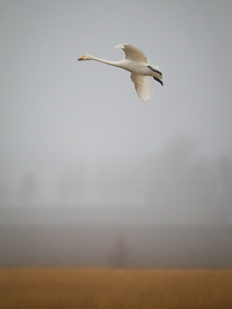 Out of the mist von Jan Sahlén