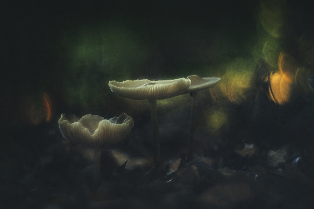 Autumn means mushrooms von Jan van der Linden