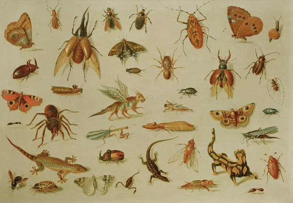 Insekten und Reptilien von Jan van Kessel d.Ä.