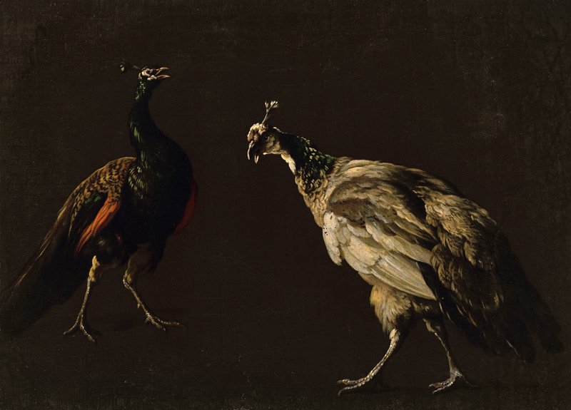 Pfau und Pfauenhenne von Jan Weenix