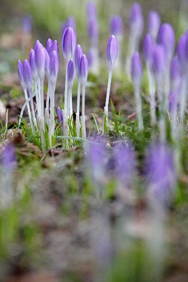 Krokusse blühen in Leipzig von Jan Woitas