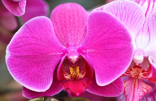 Orchideen-Schau im Botanischen Garten von Jan Woitas