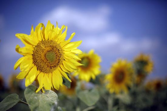 Sonnenblumen auf dem Feld von Jan Woitas