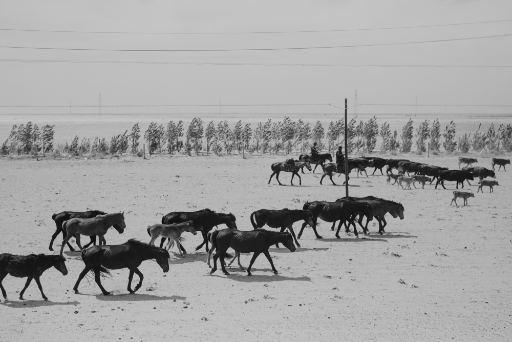 Altay Horses von Jana Julian