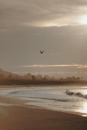 Beachbird