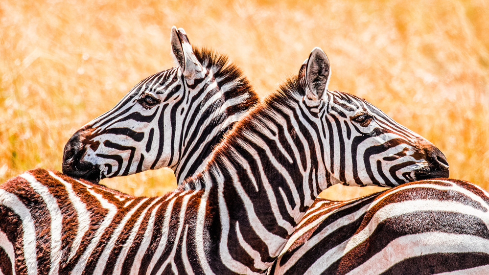 Black, white, &amp; orange von Janaka