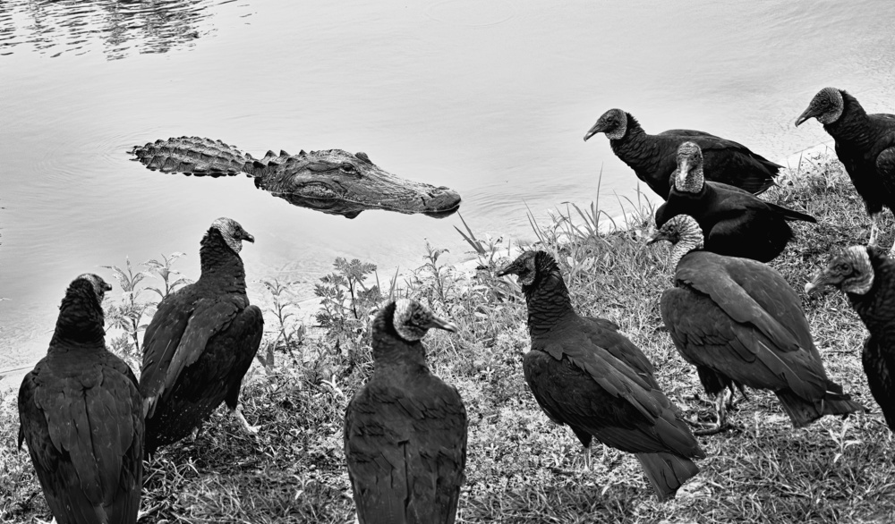 Surrounded von Jane Lyons