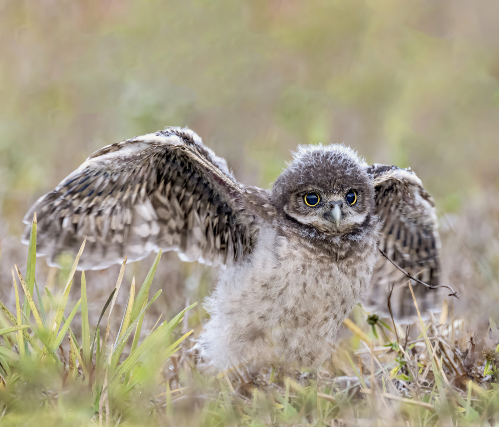 Preparing for Takeoff von Jane Lyons