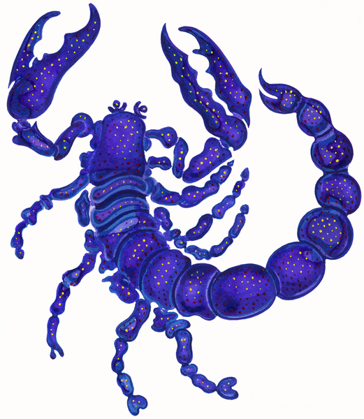 Scorpio von Jane Tattersfield