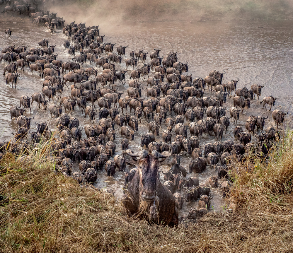 Follow the Leader von Janice Katz