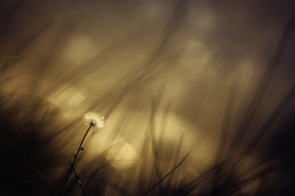 Song of dandelion von Janini (Zhana Topchieva)