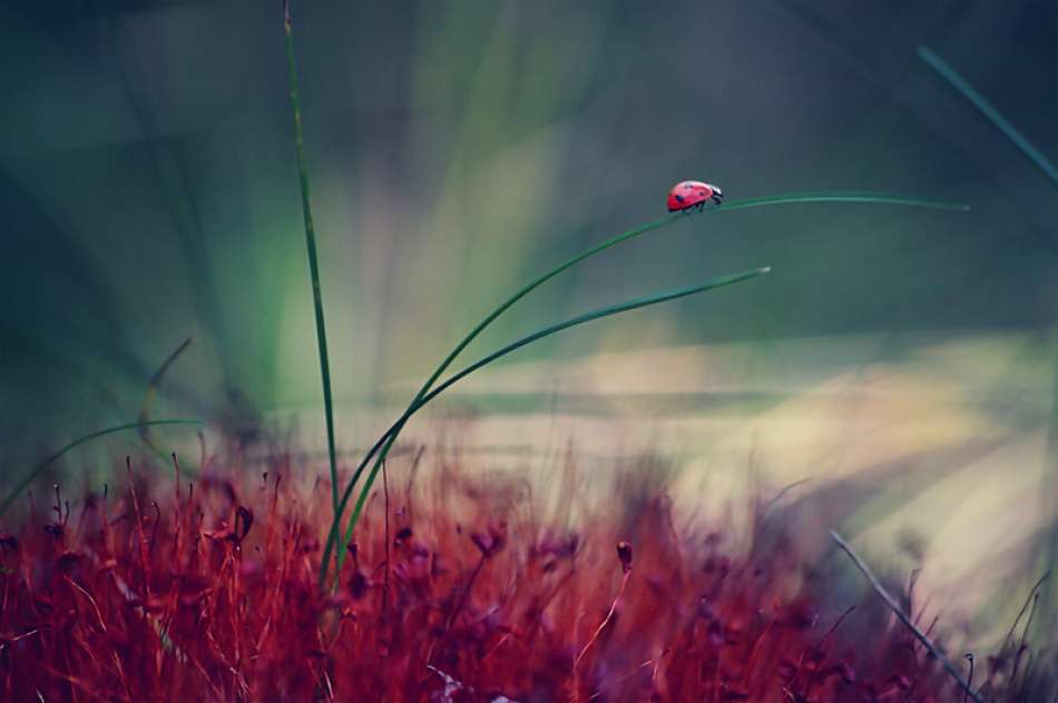 ladybird von Janini (Zhana Topchieva)