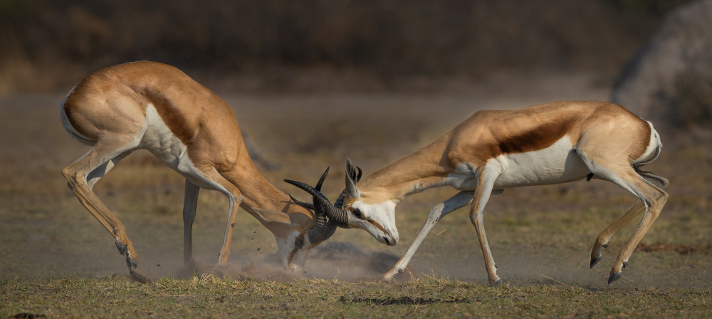 Attack von Jannes Drotsky