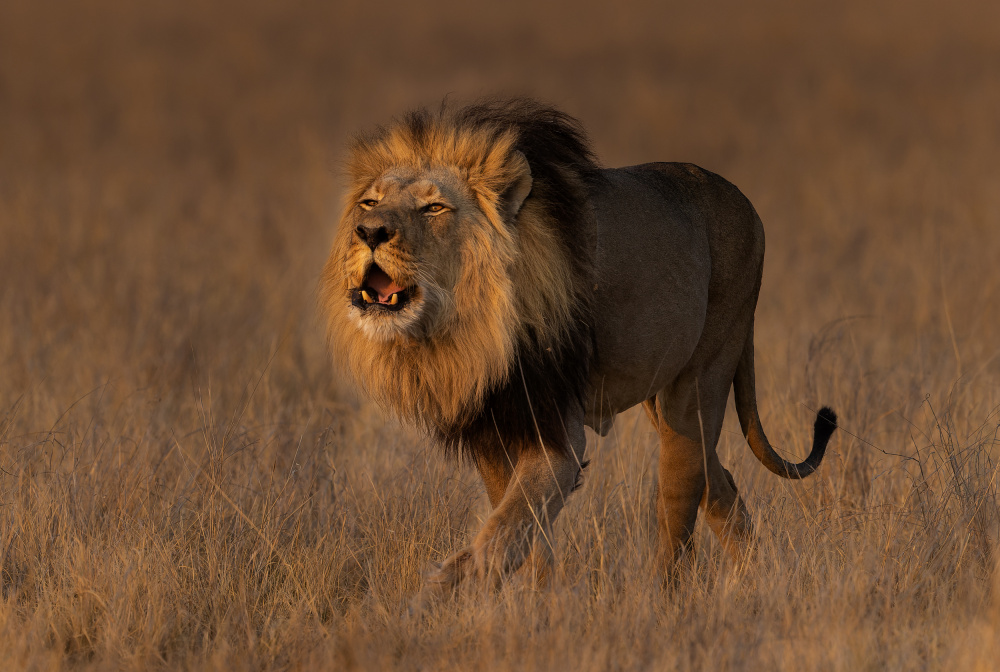 Roaring boy von Jannes Drotsky