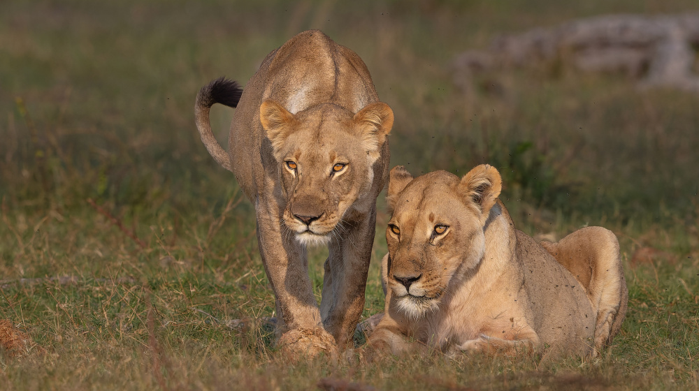 sister love von Jannes Drotsky