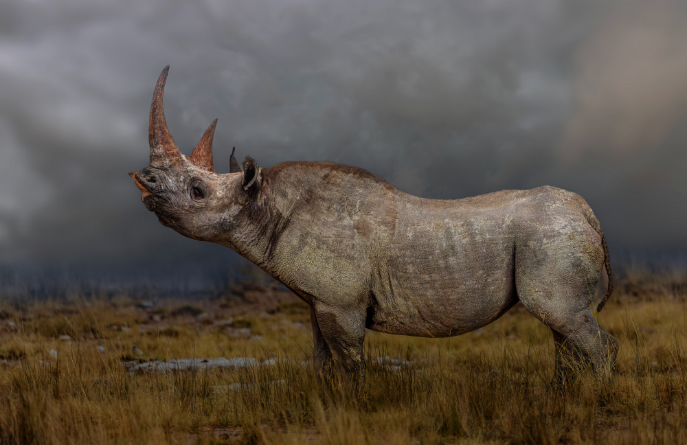 black rhino von Jannes Drotsky