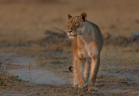 walking lady