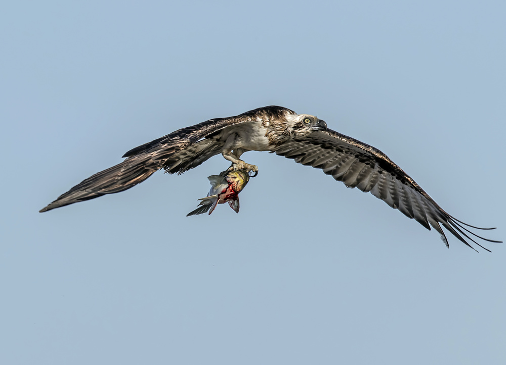 Osprey with prey von Janson Lin