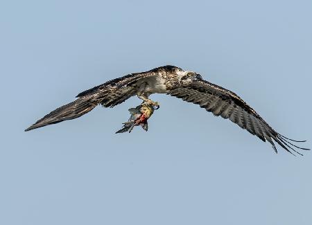 Osprey with prey