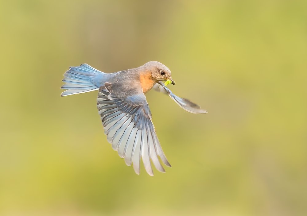 On the way to feed baby birds! von Jasmine Suo