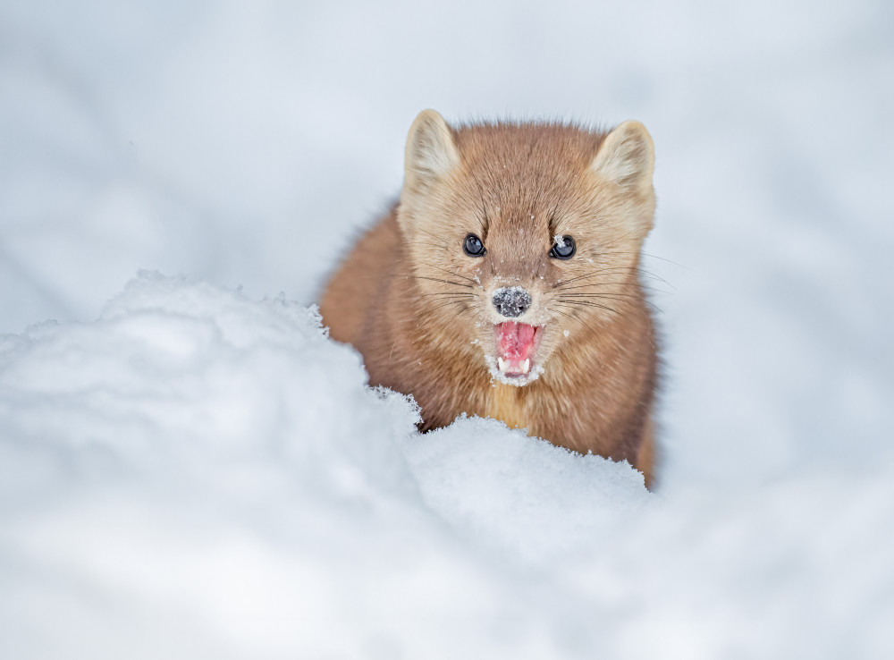 Pine Marten von Jasmine Suo