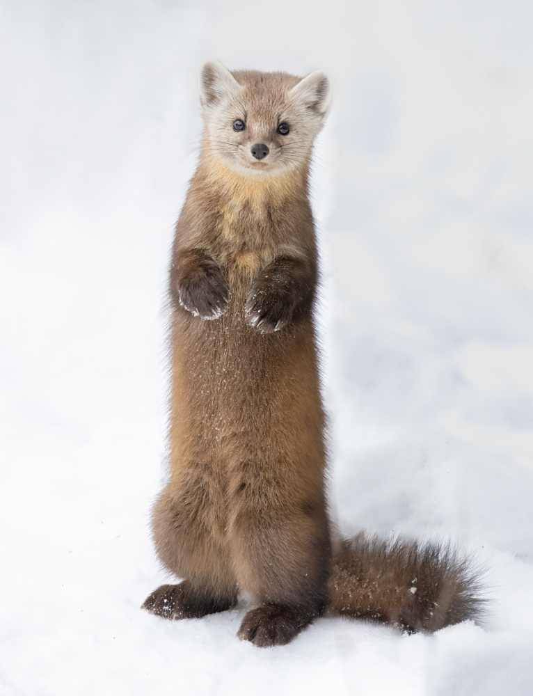 Pine Marten von Jasmine Suo