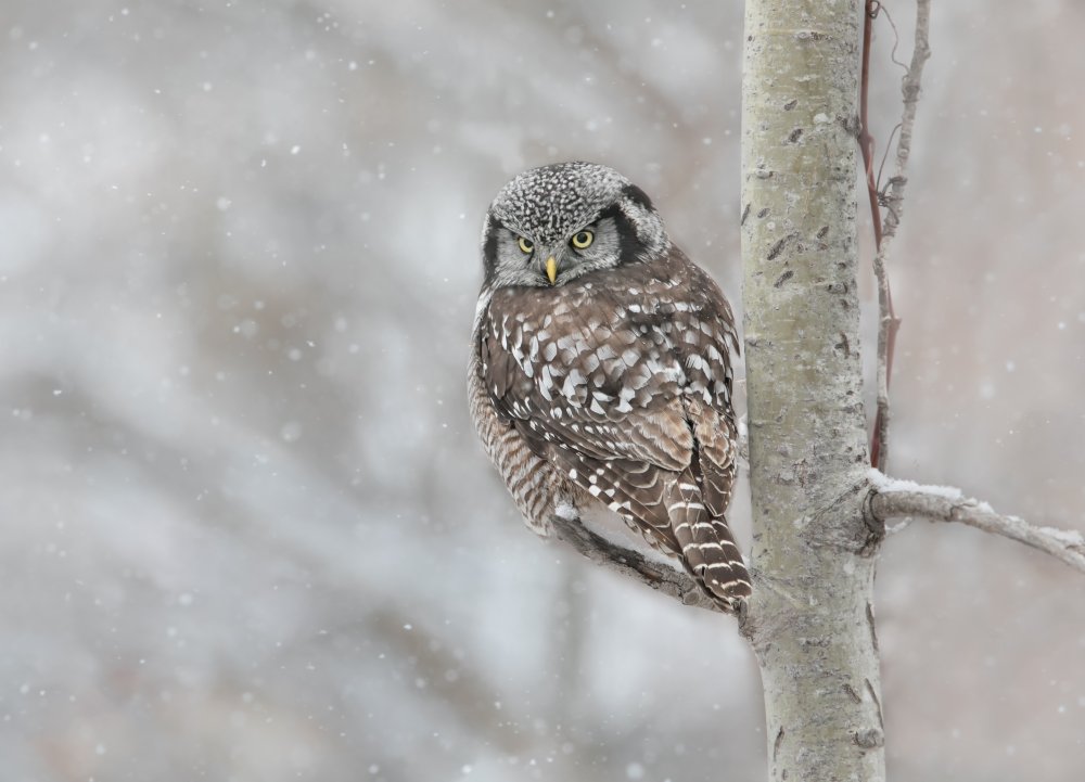 Northern Hawk Owl look back von Jasmine Suo