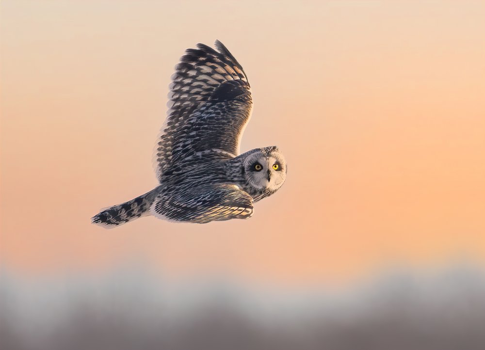 A short-eared owl hunting at Sunset von Jasmine Suo