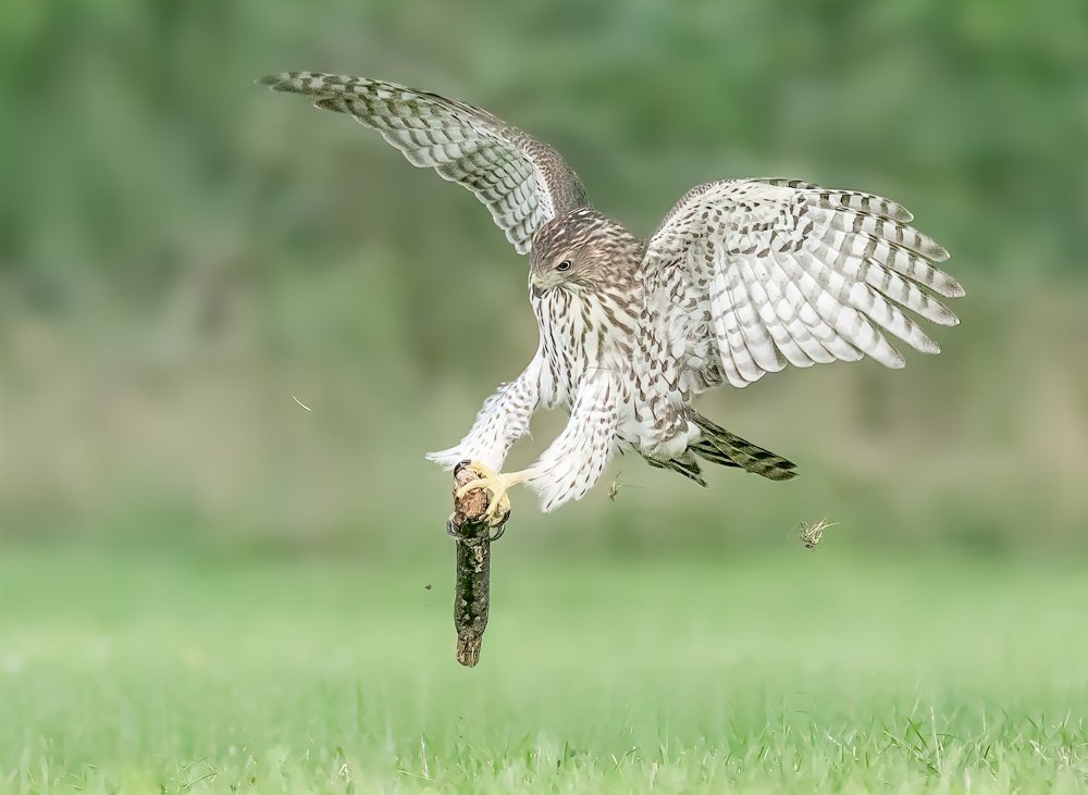 Juvenile Coopers Hawk playing von Jasmine Suo