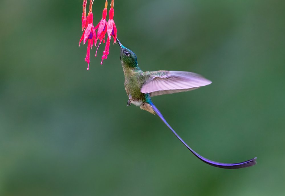 Hummingbird Violet-tailed sylph von Jasmine Suo