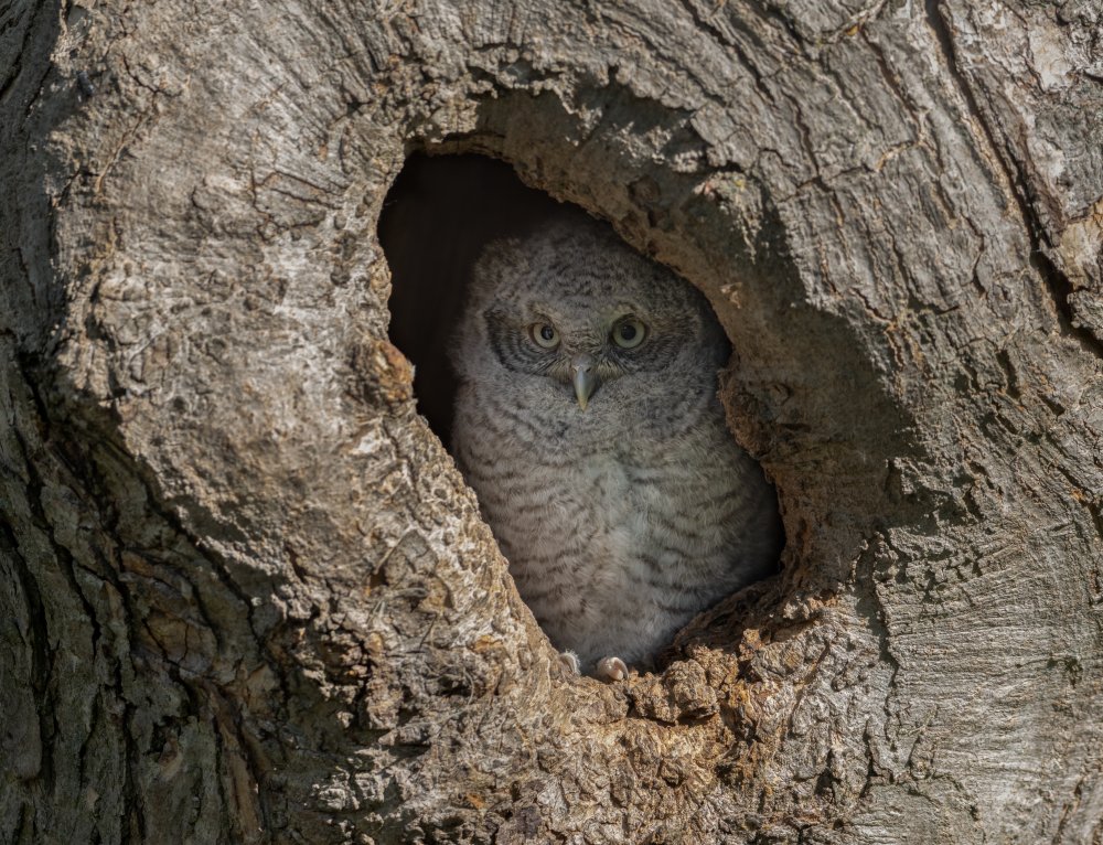 Peeking von Jasmine Suo