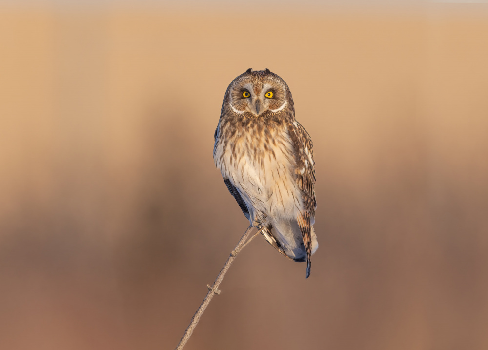 Short-eared owl von Jasmine Suo